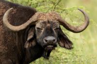 African buffalo