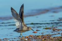 Calidris canutus