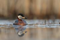 Podiceps grisegena