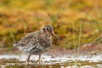 Calidris maritima