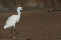 Egretta garzetta