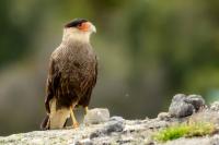 Caracara plancus