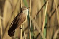 Acrocephalus arundinaceus