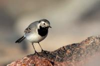 Motacilla alba