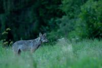 Eurasian wolf