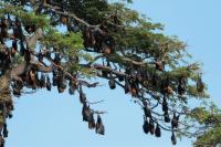 Indian flying fox