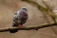 Columba livia domestica