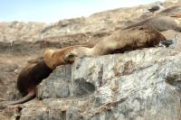 South American sea lion