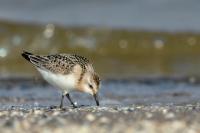 Calidris alba