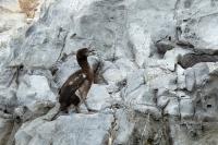 Phalacrocorax atriceps