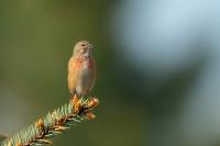 Carduelis cannabina