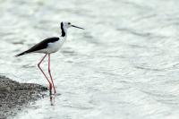 Himantopus leucocephalus