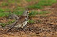 Turdus pilaris