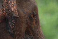 Sri Lankan elephant