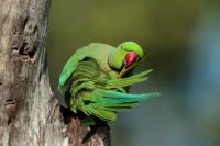 Sri Lanka FAUNA