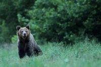 Brown bear