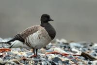 Branta bernicla