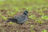 Columba oenas