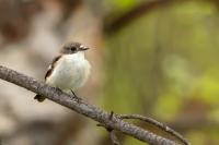 Ficedula hypoleuca