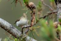 Phylloscopus bonelli