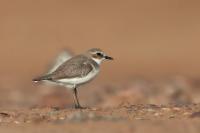 Charadrius leschenaultii