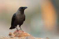 Corvus splendens