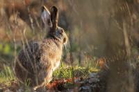 European hare