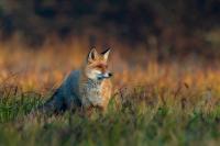 Red fox