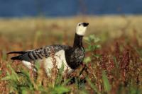 Branta leucopsis