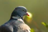 Columba palumbus