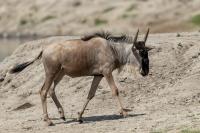 Blue wildebeest