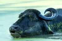 Wild water buffalo