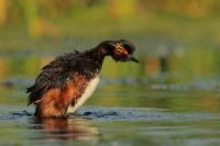 Podiceps nigricollis