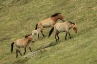 Przewalski's  Horse