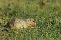 Long-tailed ground squirrel