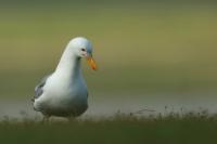 Larus vegae mongolicus