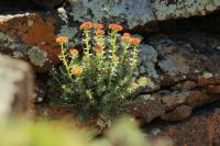 Mongolia flora