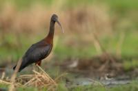 Zambia - FAUNA