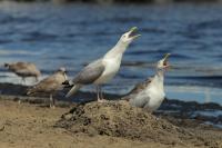 Larus argentatus