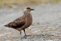 Stercorarius skua