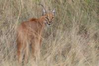 Caracal