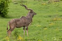 Greater kudu