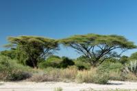 Botswana - FLORA