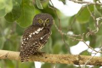 Glaucidium capense