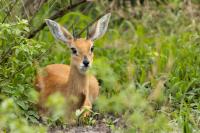 Steenbok