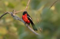 Laniarius atrococcineus