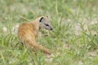 Yellow mongoose