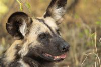 African wild dog