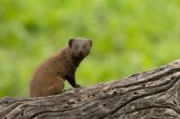 Common dwarf mongoose