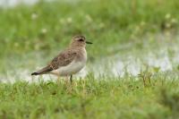 Charadrius asiaticus